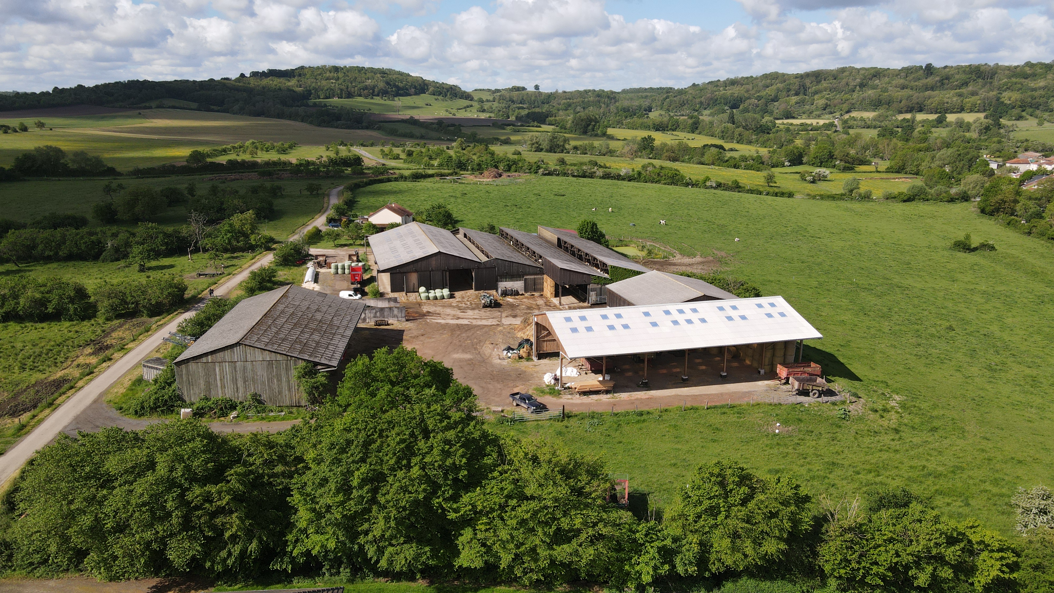 Champ de phacélie en fleurs sur une ferme partenaire