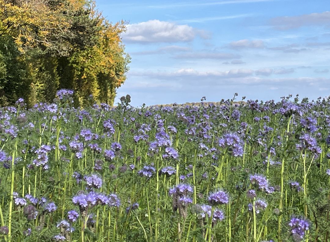 Champ de phacélie en fleurs sur une ferme partenaire