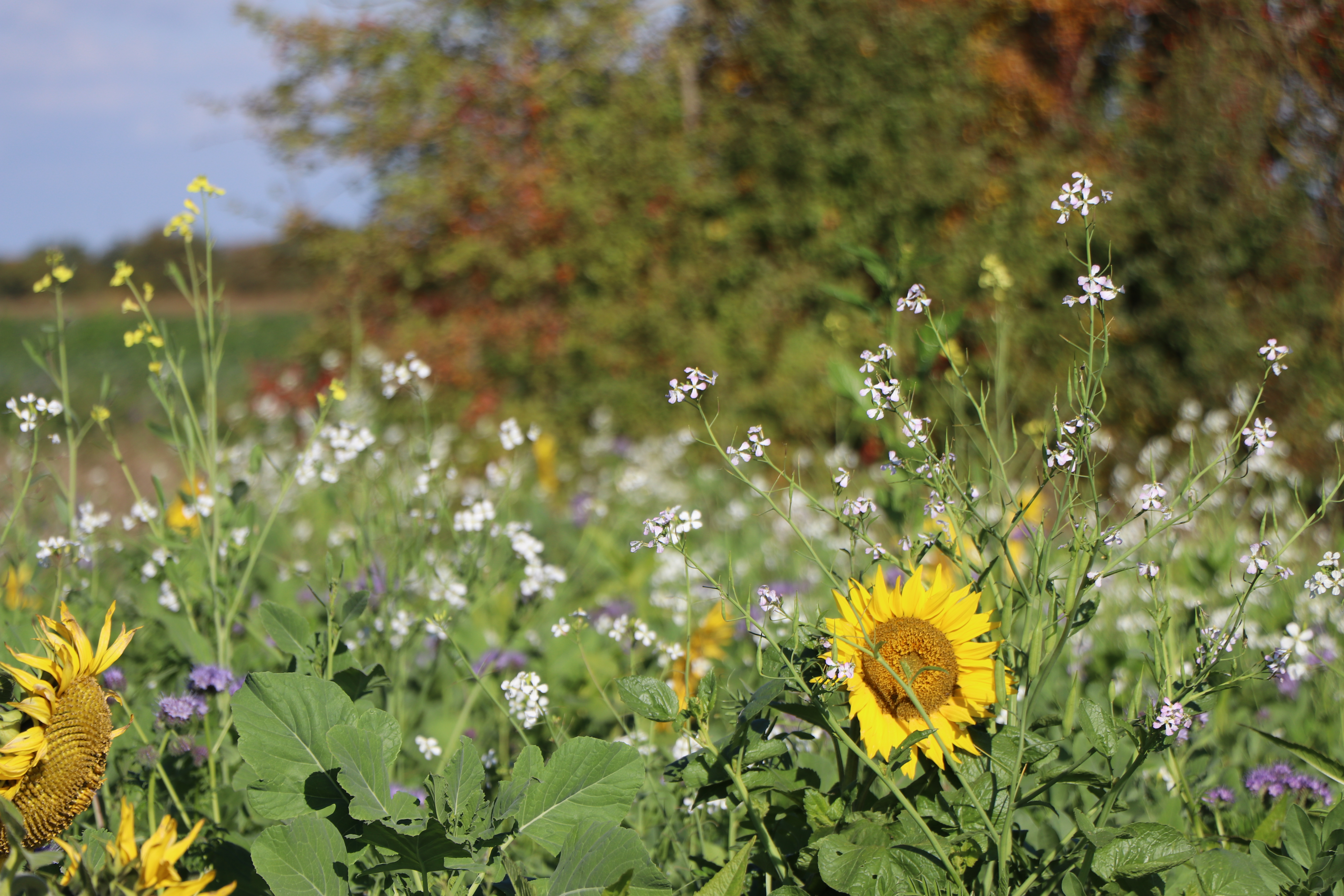 Mélange mellifère