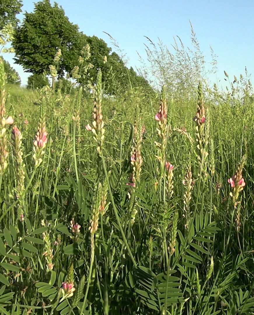 Champ de sarrasin en fleurs