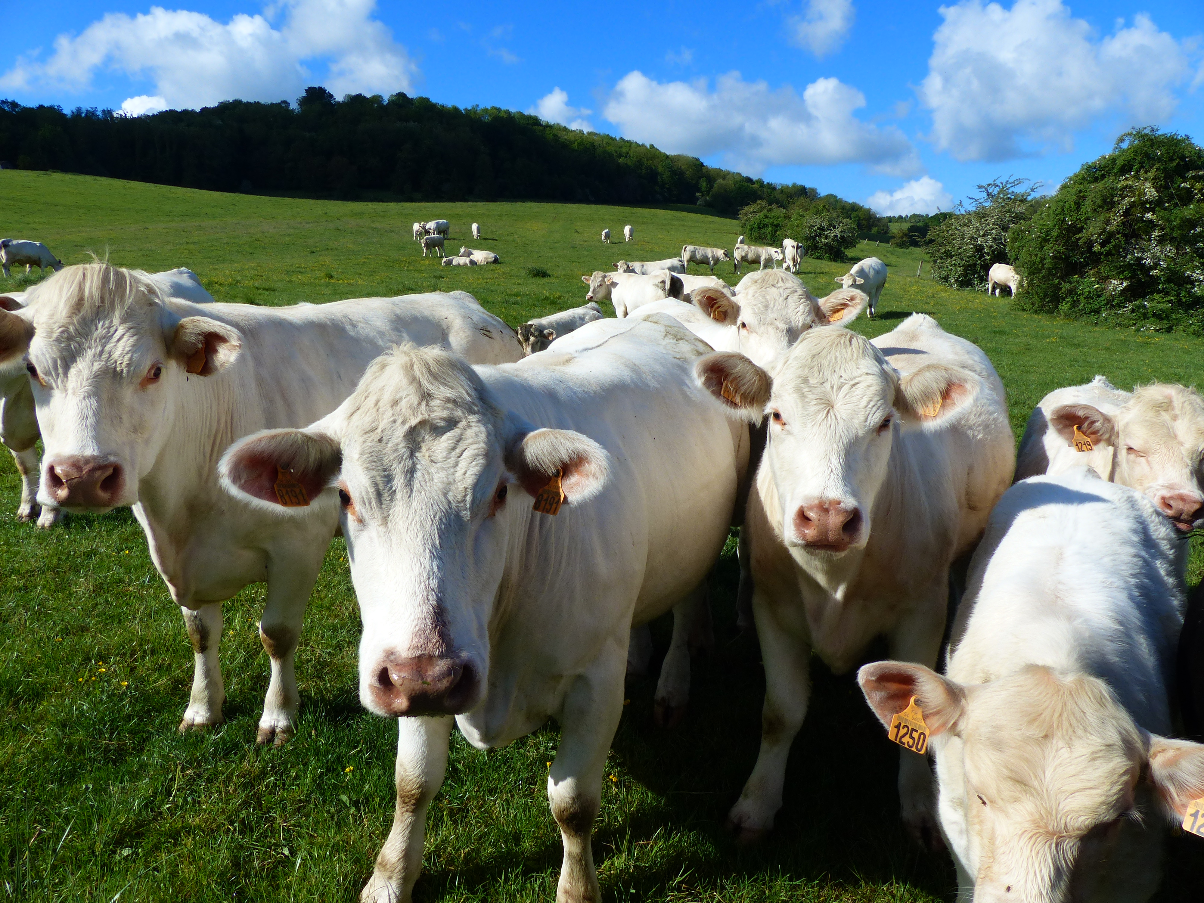 Champ de phacélie en fleurs sur une ferme partenaire